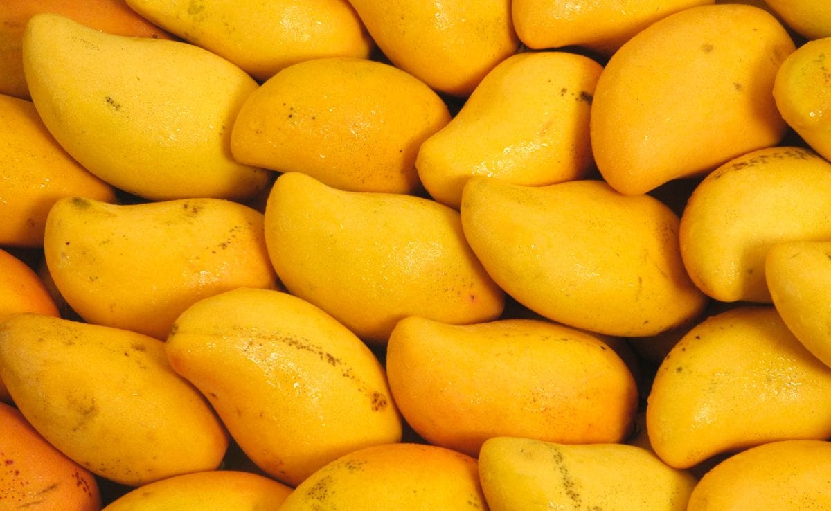 Mango